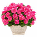 Künstliche Begonie Topfpflanze 45 cm Pink Kunststoff dekorativ